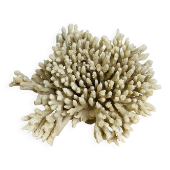 Corail ancien