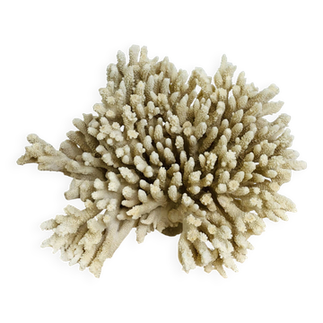 Ancient coral