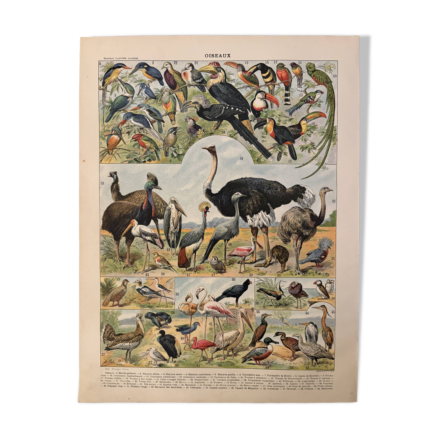 Lithographie sur les oiseaux, paon - 1900