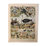 Lithograph of birds, peacock - 1900
