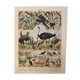 Lithograph of birds, peacock - 1900