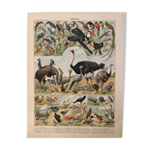 Lithograph of birds, peacock - 1900