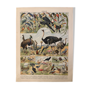 Lithograph of birds, peacock - 1900