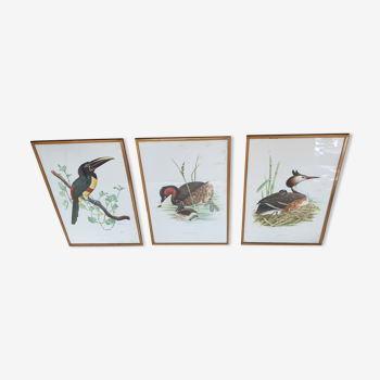 Lithograph Vintage French birds