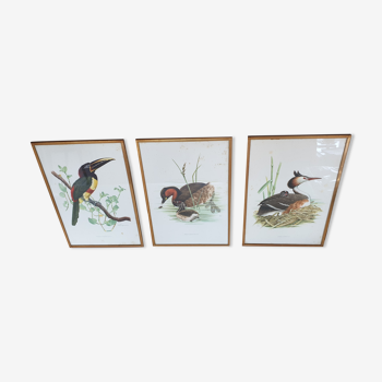 Lithographie vintage français oiseaux