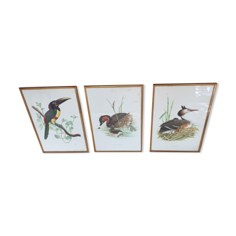 Lithograph Vintage French birds