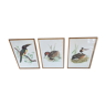 Lithograph Vintage French birds