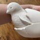 Chick in its egg, decorative plaster - empty pocket