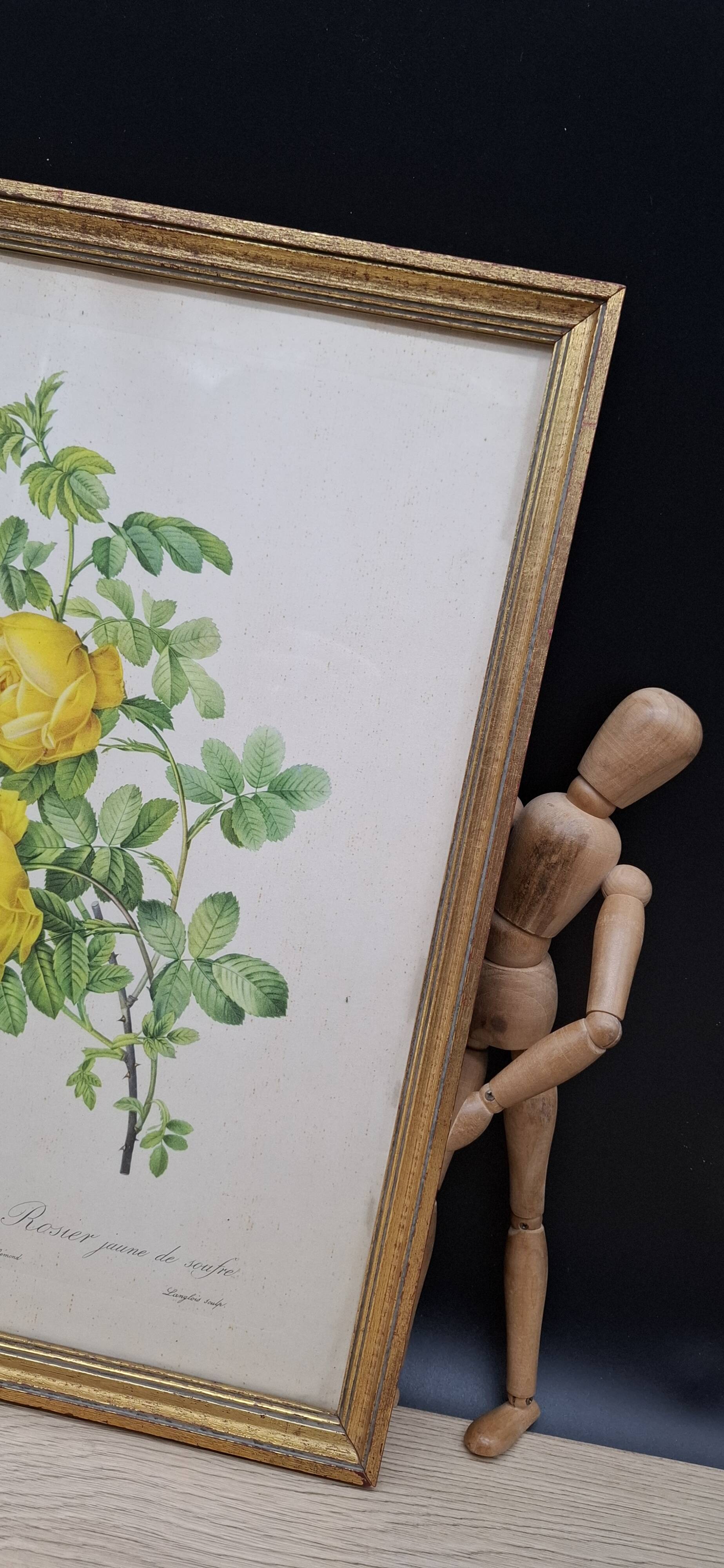 Botanical lithograph Yellow Sulphur Rose PJ Redouté