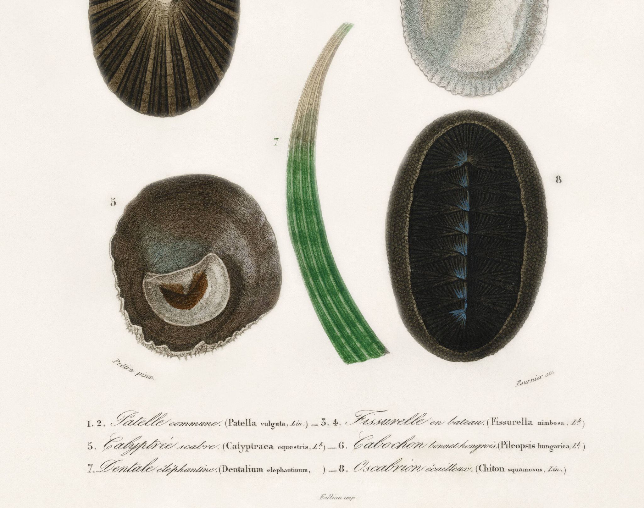Affiche sur les coquillages et mollusque marins, d’après une gravure ancien
