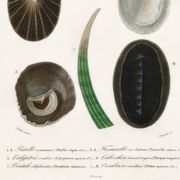 Affiche sur les coquillages et mollusque marins, d’après une gravure ancien