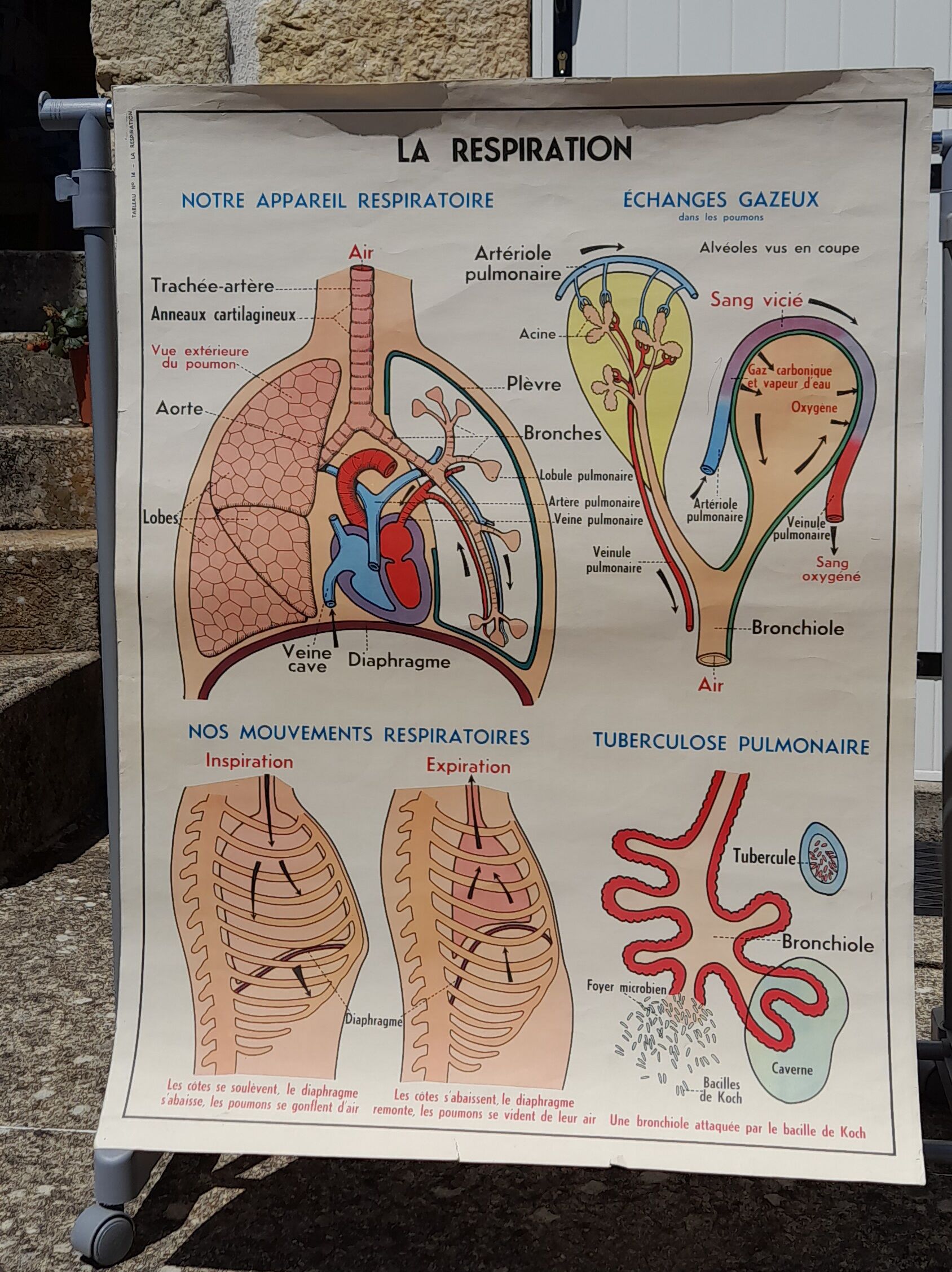 Anatomical school poster
