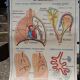 Anatomical school poster