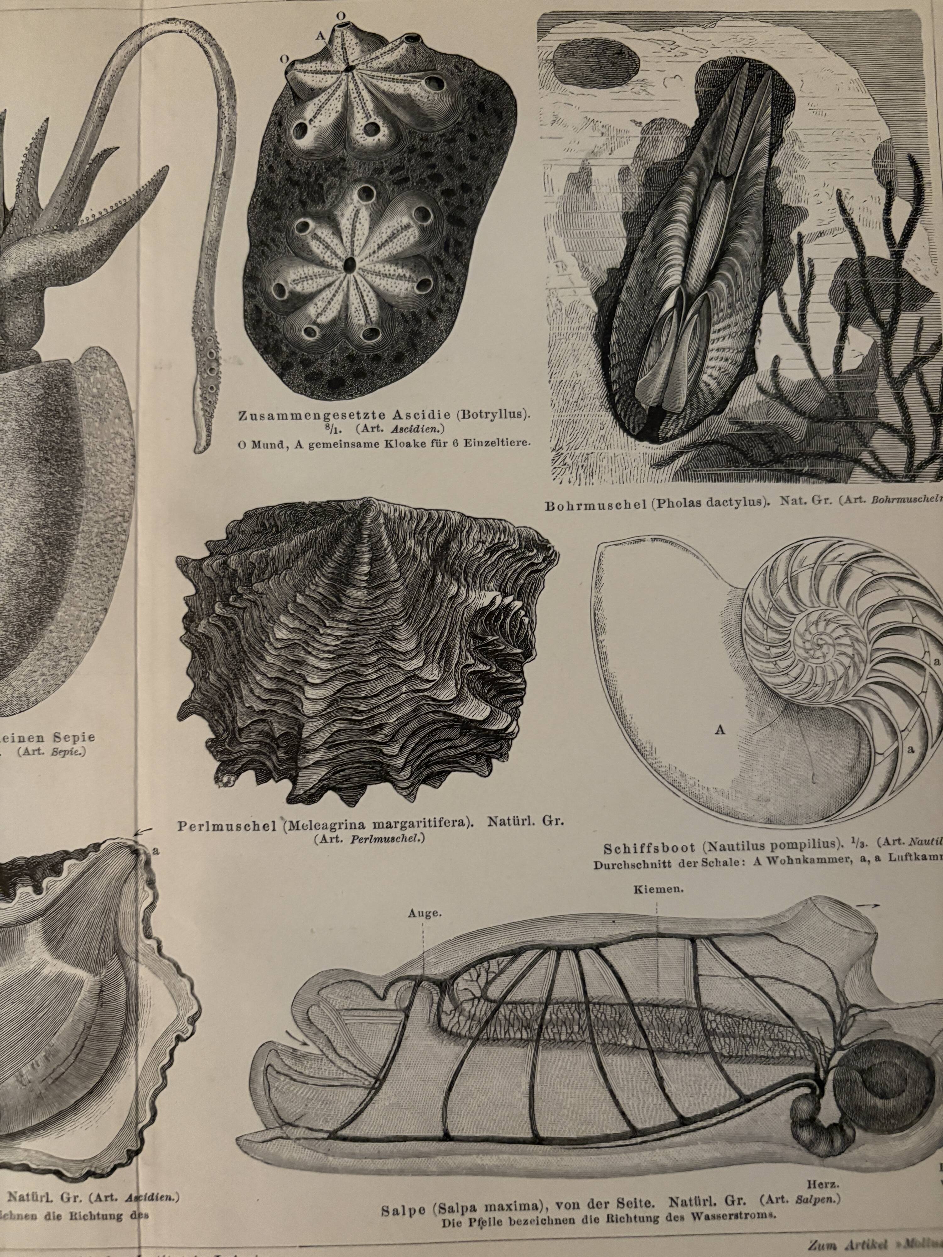 Lithograph engraving of mollusks and tunicates – 1890