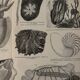 Lithograph engraving of mollusks and tunicates – 1890