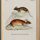 Poster about the mouse, based on an old engraving from 1774.