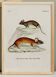 Poster about the mouse, based on an old engraving from 1774.