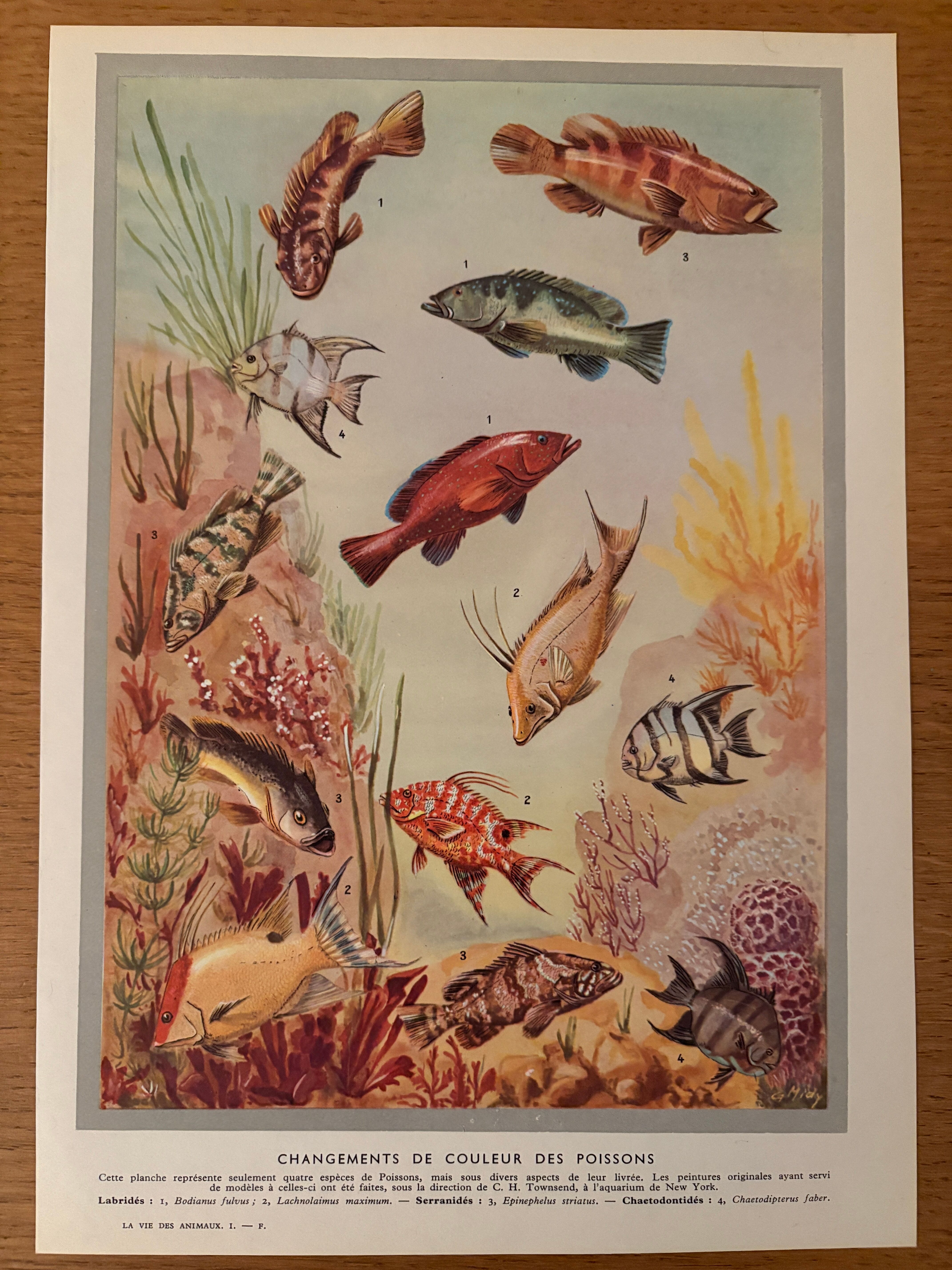 Reserve Aude - set of 3 illustrated boards 20th century