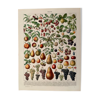 Lithograph on the fruits of 1928
