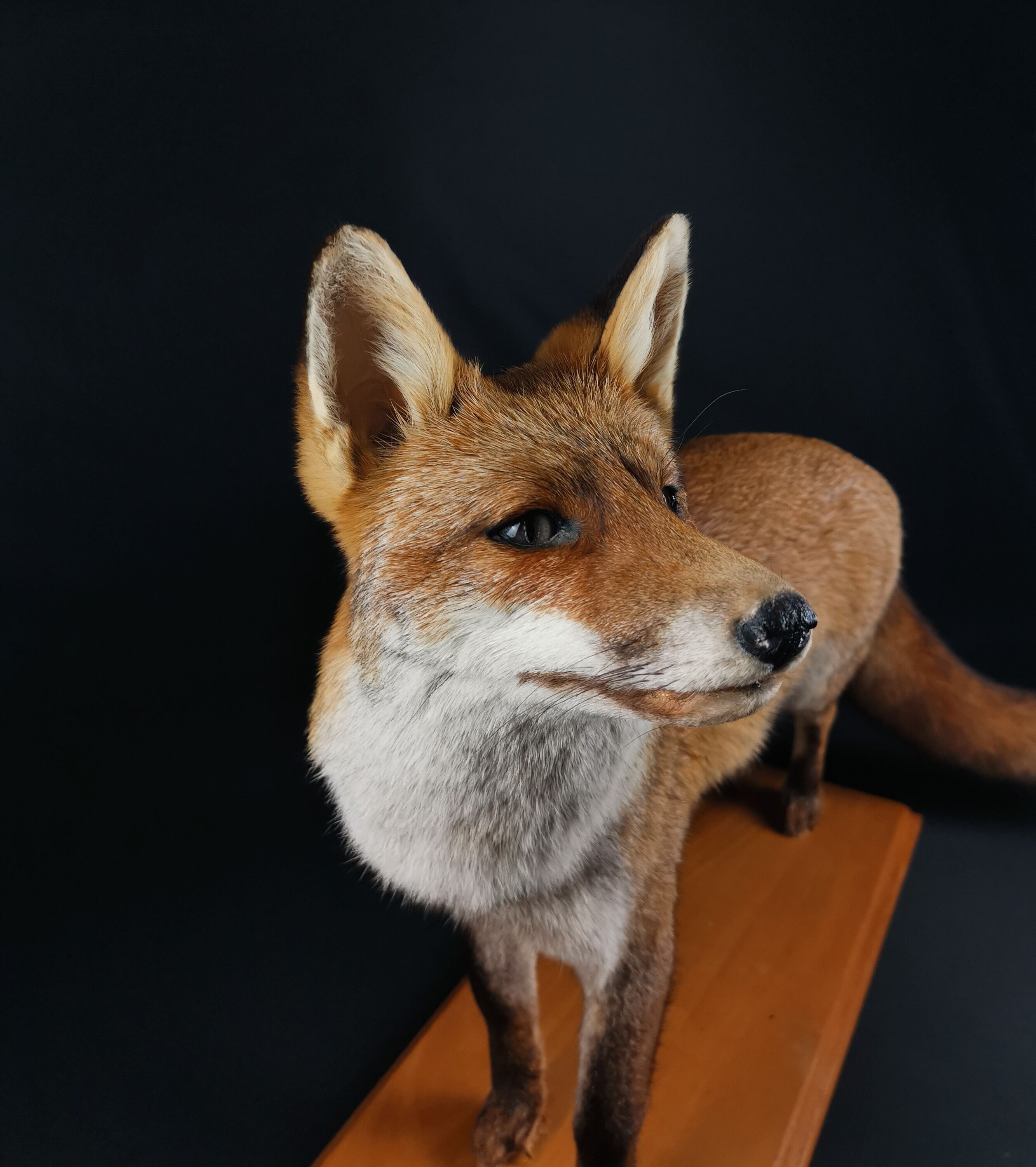 European red fox naturalized taxidermy