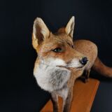 European red fox naturalized taxidermy