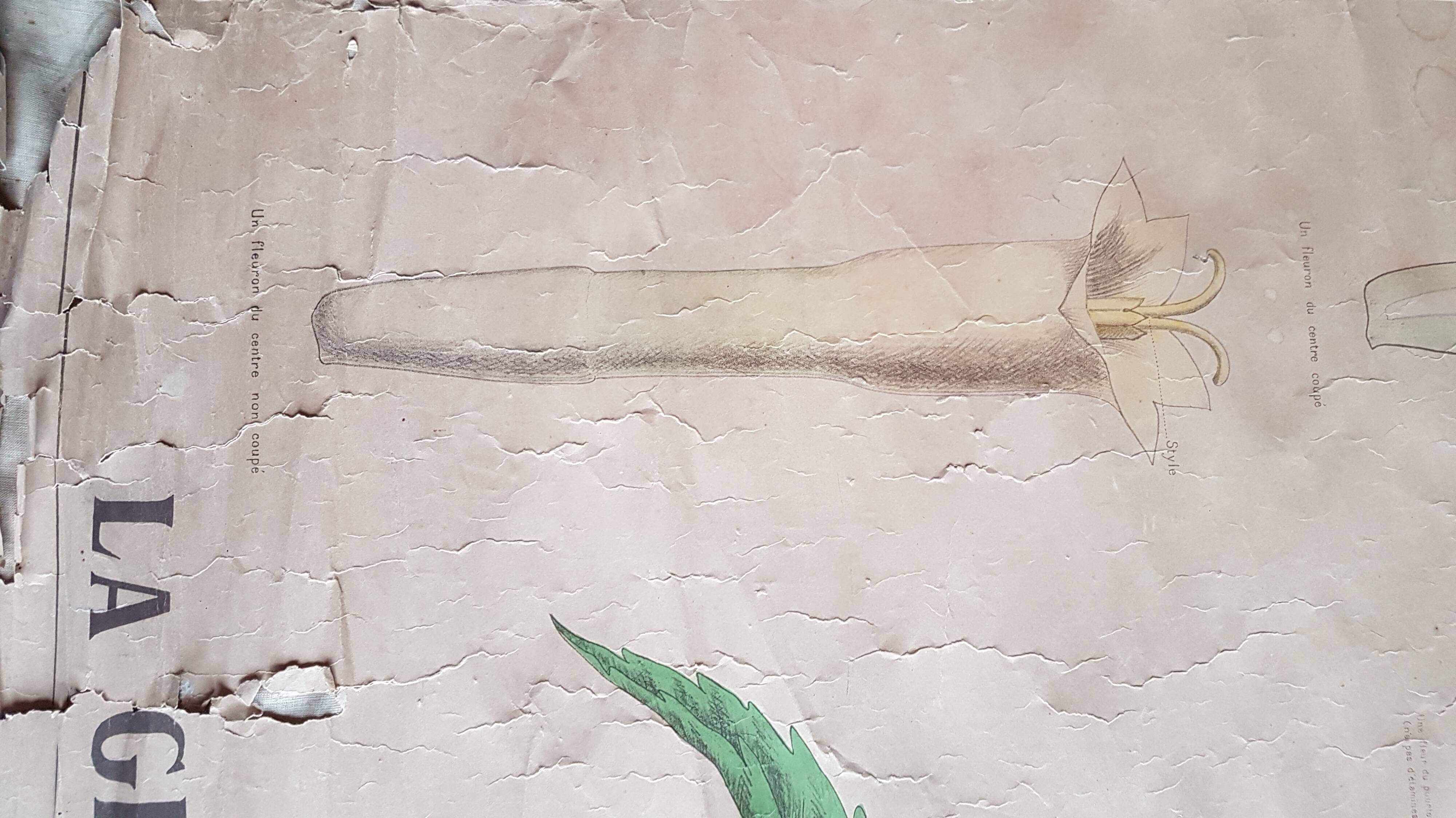 Old Deyrolle poster - the great daisy