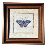 Framed naturalistic illustration of a butterfly, 36 x 36 cm.