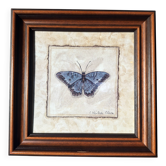 Framed naturalistic illustration of a butterfly, 36 x 36 cm.