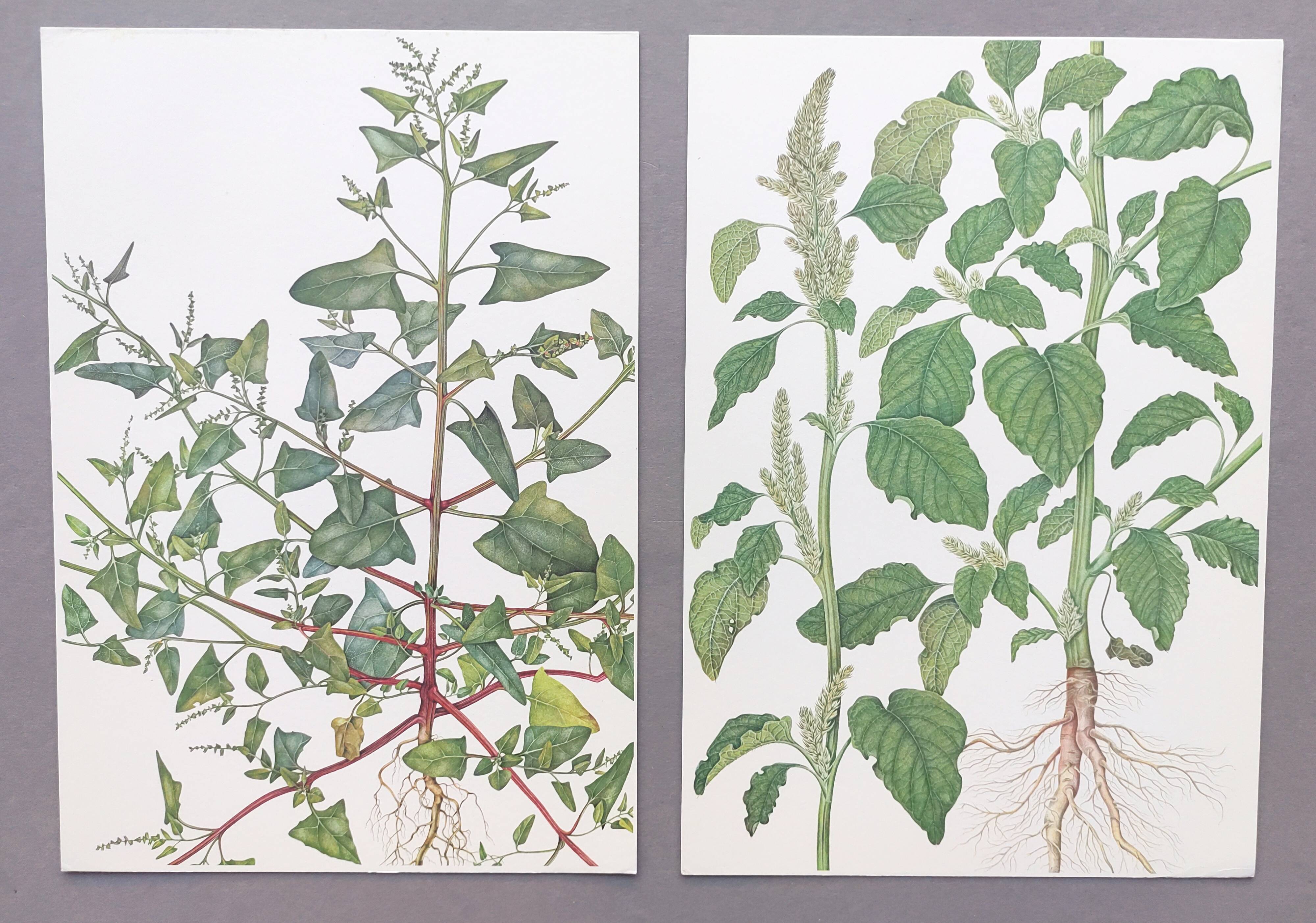 2 vintage botanical plates from 1978 - Orach hastée. Wild plant lot
