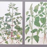 2 vintage botanical plates from 1978 - Orach hastée. Wild plant lot