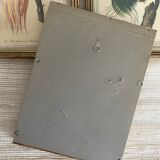 3 framed illustrations of birds of paradise