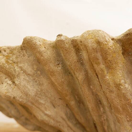 Antique Cement Shell Bird Bath