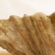 Antique Cement Shell Bird Bath