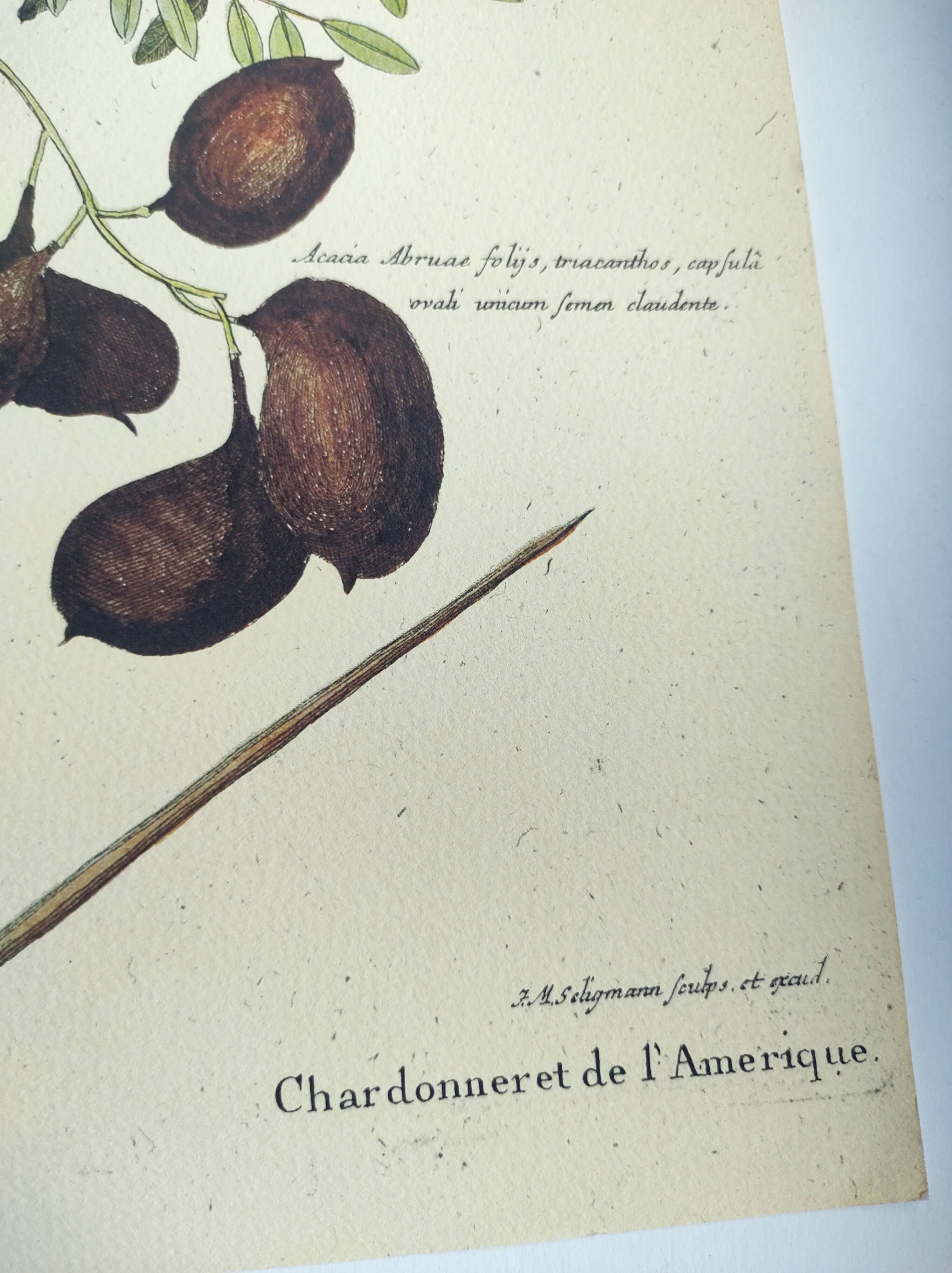Gravure ancienne oiseau -Chardonneret- Image nature de Seligmann & Catesby