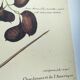 Gravure ancienne oiseau -Chardonneret- Image nature de Seligmann & Catesby