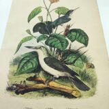 Old engraving from 1838 -Todier bird- Zoological and ornithological hand-colored board