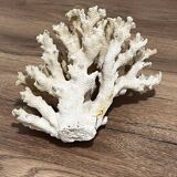 Corail ancien