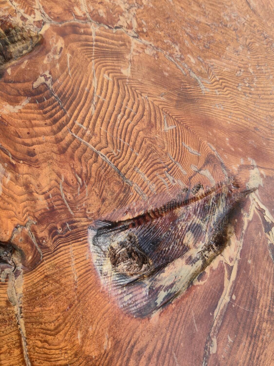 Brutalist coffee table made from solid elm tree trunk, 1950s