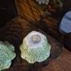 Vintage cabbage barbotine salt and pepper shaker duo