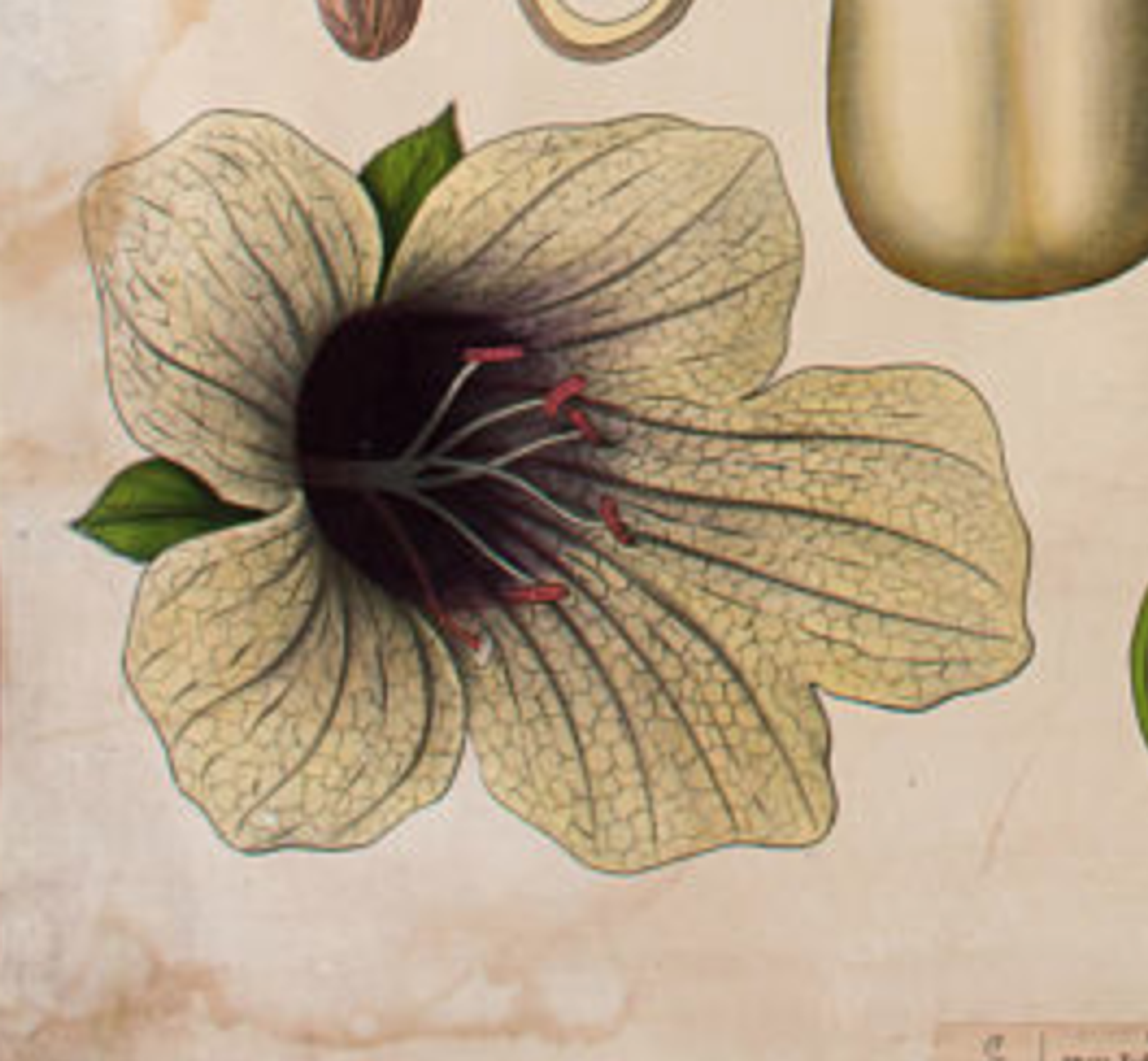Affiche "Belladonna la jusquiame" grille éducative publiée par Westermann 1952