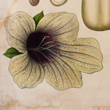 Affiche "Belladonna la jusquiame" grille éducative publiée par Westermann 1952