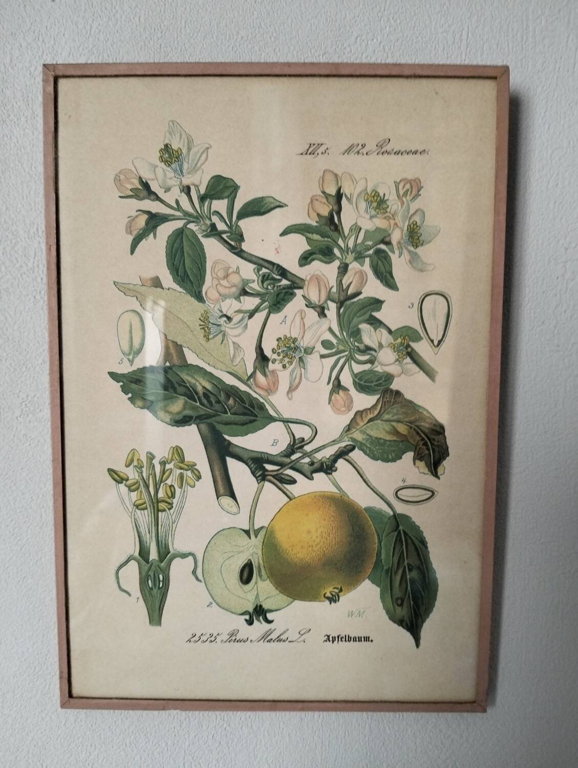 Botanical framework apple tree