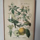 Botanical framework apple tree