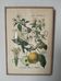 Botanical framework apple tree