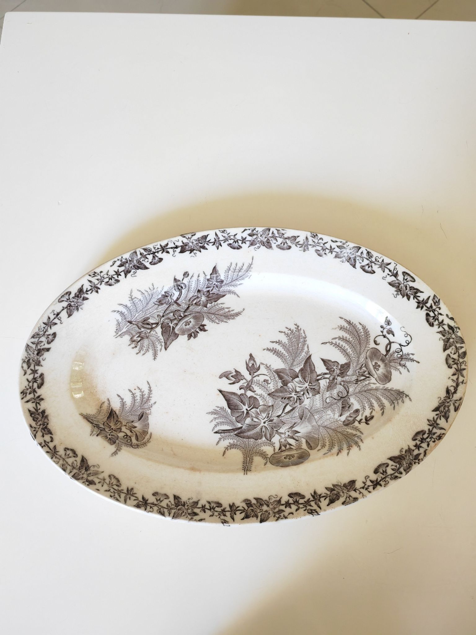 Dish bindweed Pexonne