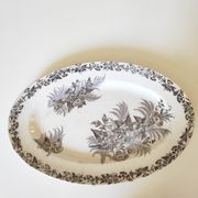 Dish bindweed Pexonne