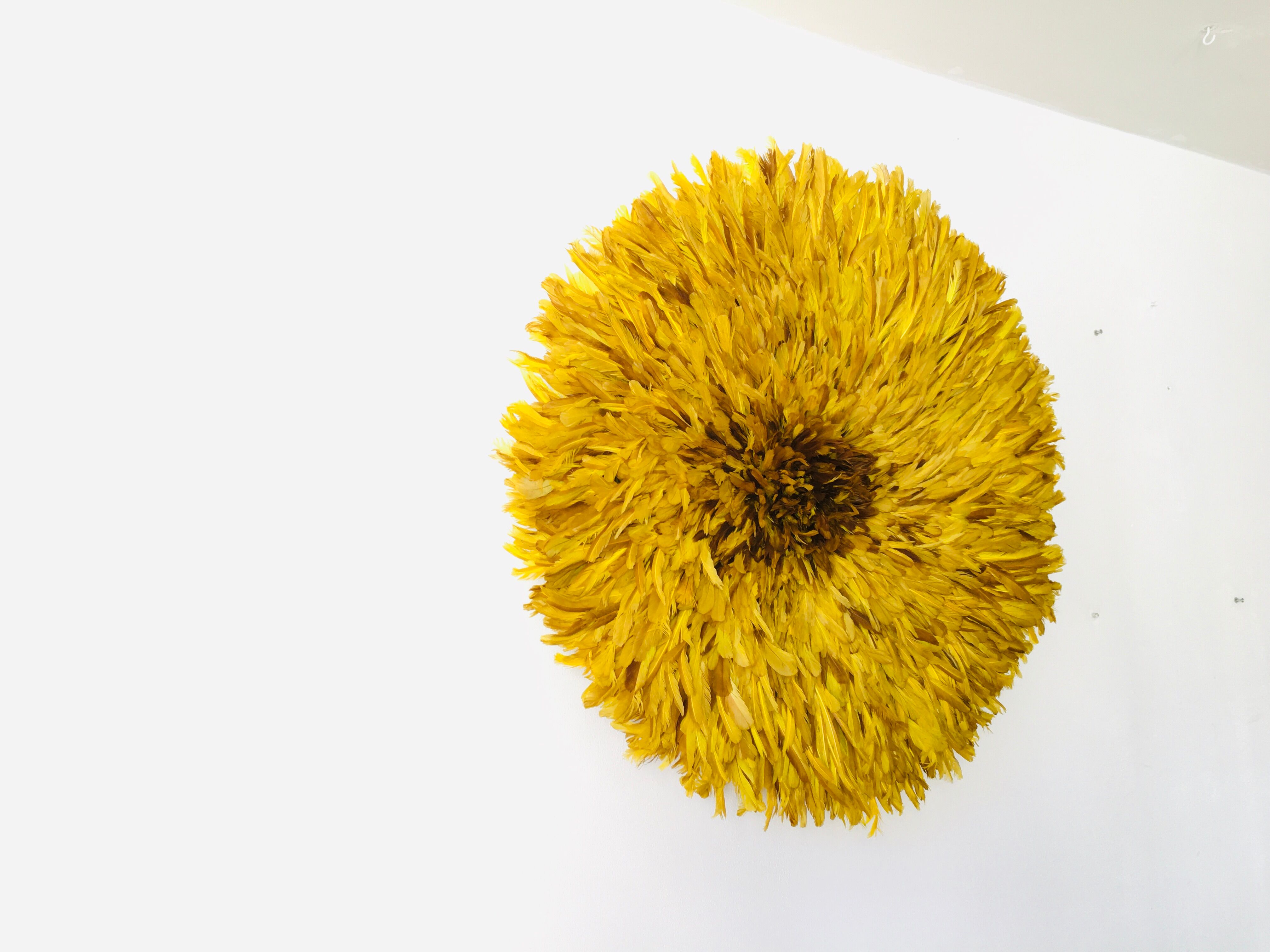 Yellow Jujuhat 80 cm