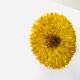Yellow Jujuhat 80 cm