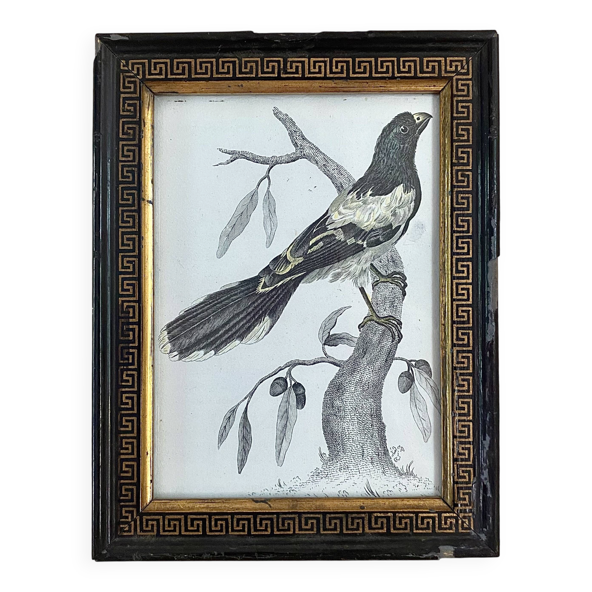 Zoological engraving 1808, 19th-century wooden frame