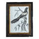Zoological engraving 1808, 19th-century wooden frame